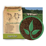 Sementes Capim Brs Zuri 20kg Exelente Qualidade Pastagem