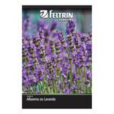 Sementes De Alfazema Ou Lavanda