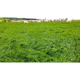 Sementes De Capim Aruana Incrustada 20kg Barato