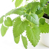 Sementes De Erva Dos Gatos Catnip Ideal Para Vasos Ou Jardim