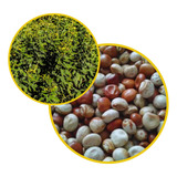 Sementes De Feijao Guandu Fava Larga- 2kg