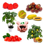 Sementes De Frutas Anãs P/ Plantio D Mudas Em Vasos Kit 140d