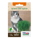 Sementes De Grama Dos Gatos 1000 Sementes