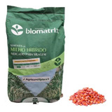 Sementes De Milho Verde Híb. Biomatrix 3066 Vt Pro3 - 1 Kg
