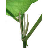 Erva