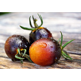 Sementes De Tomate Indigo Kumquat Belíssimo Delicioso E Raro