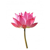Sementes Flor De Lotus Nelumbo Nucifera