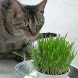 Sementes Grama Dos Gatos Catgrass Ideal Pra Jardim Ou Vaso
