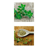Origanum