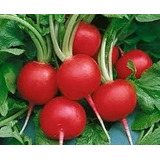 Plantio