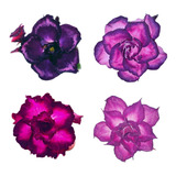 Adenium