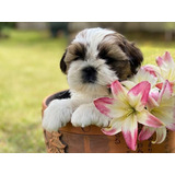 Shih Tzu Femea Graciosas Bebe