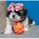 Shih Tzu Porte Pequeno Filhotes