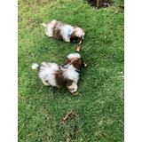 Shih-tzu Lindos Macho Cores N 1 De Venda Entrego Hoje