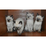 Siamês A Venda Filhotes De Gatos De Raça 