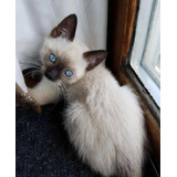 Peludo