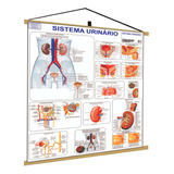 Sistema Urinário Banner Poster Mapa Corpo