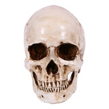 Skull Decor Prop Skeleton Head Modelo