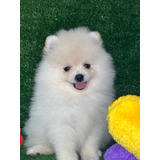 Spitz Alemão / Lulu Da Pomerania Anão Ursinho