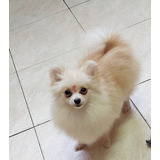 Spitz Alemão Fêmea Lulu Da Pomerania 