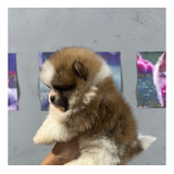 Machinho