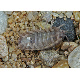 Start Isopodes ( Tatuzinho De Jardim ) - 15 Un