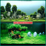 Glossostigma