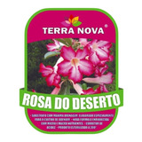 Substrato P/ Rosa Do Deserto - Terra Nova - Lacrado 14kg
