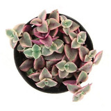 Suculenta Crassula Marginalis Rubra - Cor