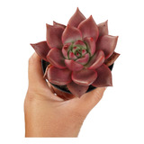 Suculenta Echeveria Agavoides Romeo - Muda Raríssima