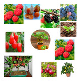 Super Kit Sementes De Fruta Anã Para Vasos - Plantio D Mudas