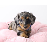 Teckel Dachshund Basset Arlequim Pelo Longo Fêmea Miniatura 