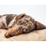 Teckel Dachshund Basset Cofap Arlequim Miniatura Macho 