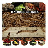 Tenébrio Gigante 300 Larvas Vivas - Frete Grátis Brasil
