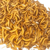 Tenebrio Molitor ( 100 Larvas Vivas + Brinde )