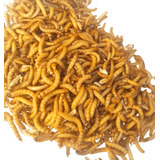 Tenebrio Molitor ( 200 Larvas Vivas