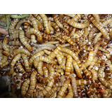Larvas