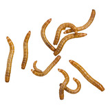 Tenebrio Molitor Larvas Vivas Alimento Vivo Artexotics