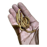Tenébrios Gigantes 100 Larvas Vivas + Brinde 