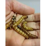 Tenébrios Gigantes 100 Larvas