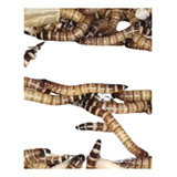Larvas