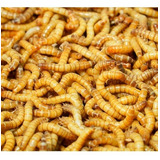 Larvas