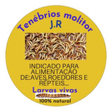 Molitor