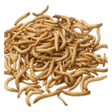 Tenebrios Molitores (300 Larvas Vivas)