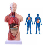 Torso 28 Cm Humano Assexuado Corpo + Orgãos Ideal P/ Estudo