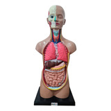 Torso 45cm Assexuado 11 Partes