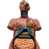 Torso Anatômico 85cm Bissexual Com Coluna Exposta 24 Partes