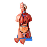 Torso Anatômico Bissexual Com 45cm, Coluna Exposta 25 Partes