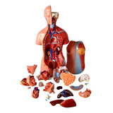 Anatomia