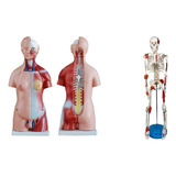 Ligamentos